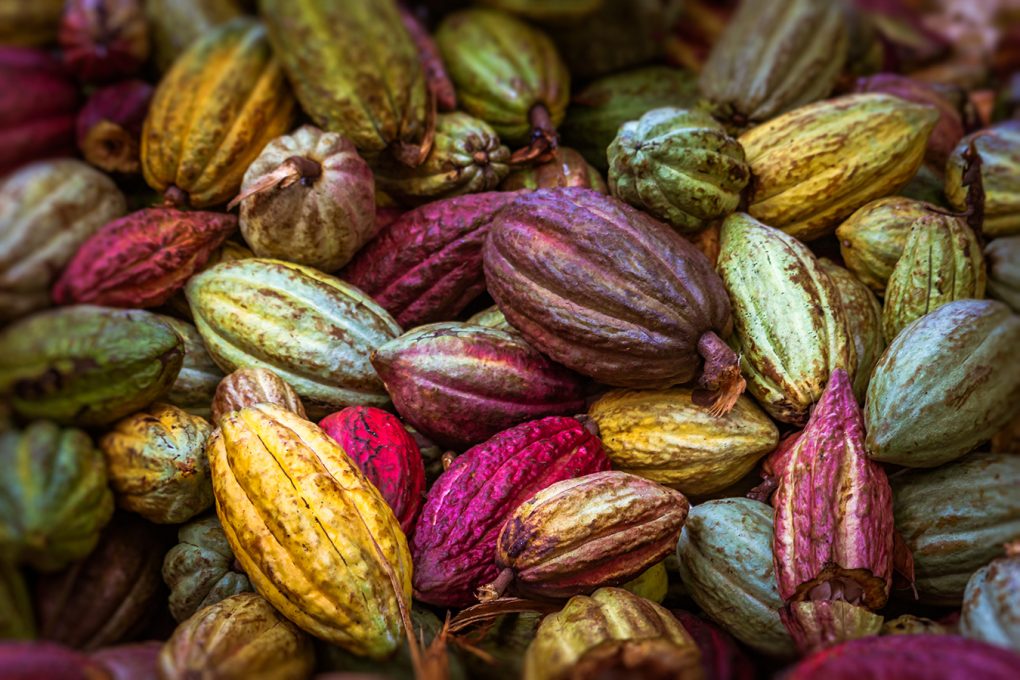 heirloom cacao preservation